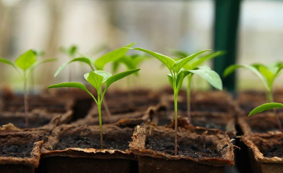 sem/geoscience-seedlings