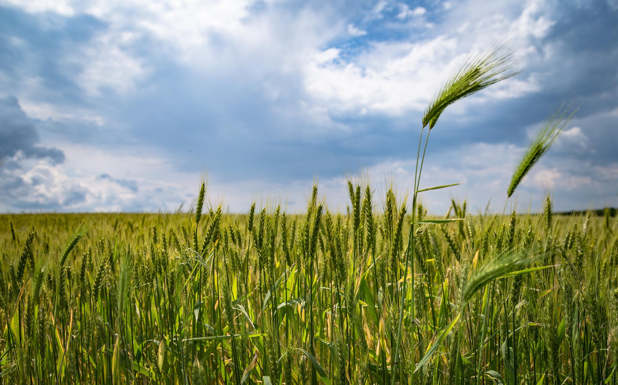 sem/geoscience-wheat-field